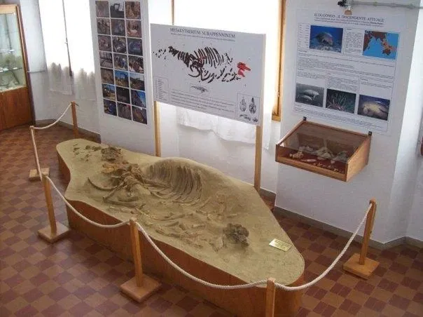 Museo Paleontologico Scienze della Terra del GAMPS