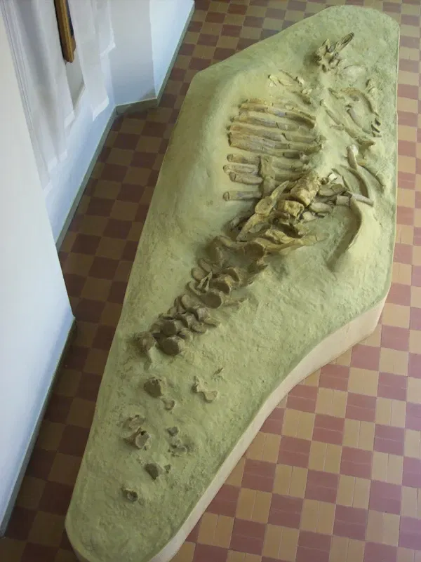 Museo Paleontologico Scienze della Terra del GAMPS