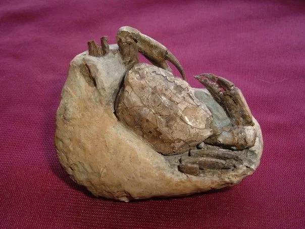 Museo Paleontologico Scienze della Terra del GAMPS