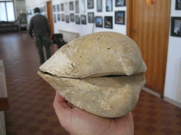 Museo Paleontologico Scienze della Terra del GAMPS