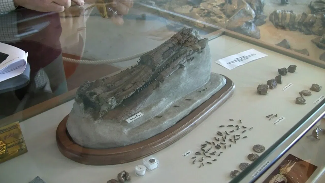 Museo Paleontologico Scienze della Terra del GAMPS