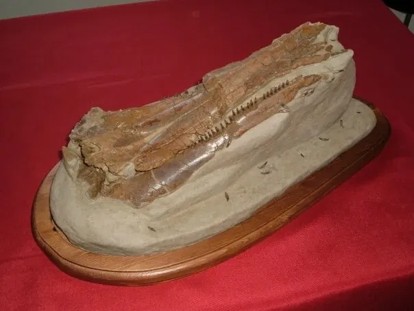 Museo Paleontologico Scienze della Terra del GAMPS