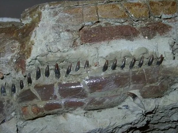 Museo Paleontologico Scienze della Terra del GAMPS