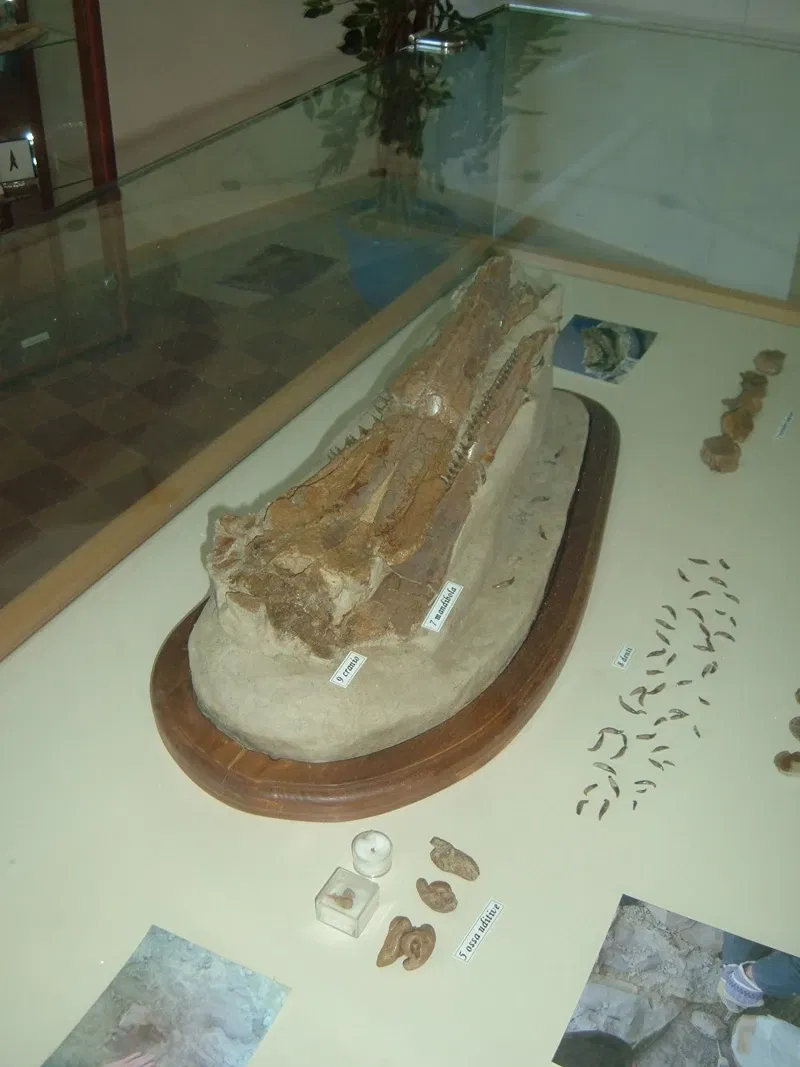 Museo Paleontologico Scienze della Terra del GAMPS