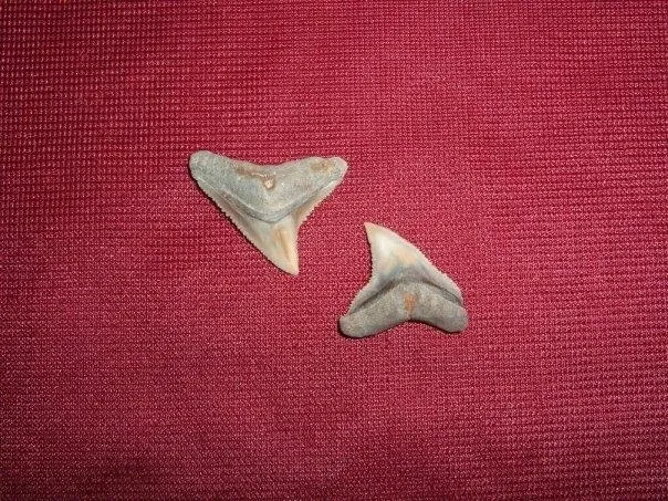 Museo Paleontologico Scienze della Terra del GAMPS