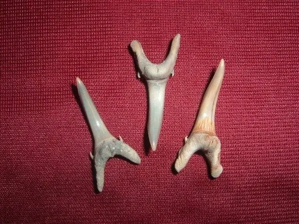 Museo Paleontologico Scienze della Terra del GAMPS