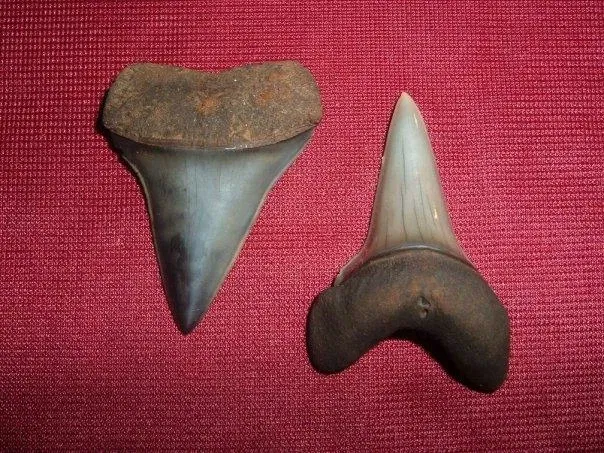 Museo Paleontologico Scienze della Terra del GAMPS