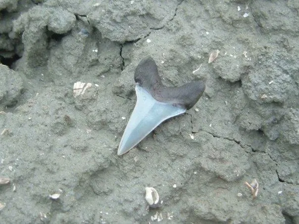 Museo Paleontologico Scienze della Terra del GAMPS