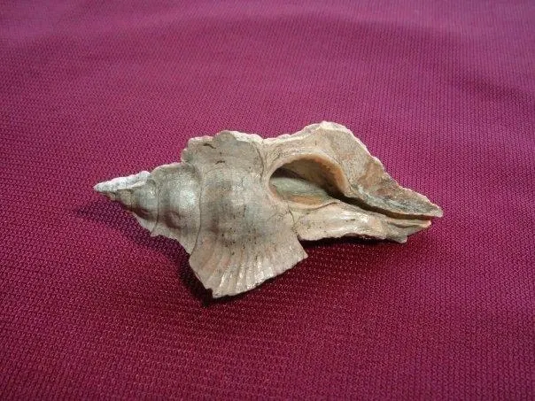 Museo Paleontologico Scienze della Terra del GAMPS