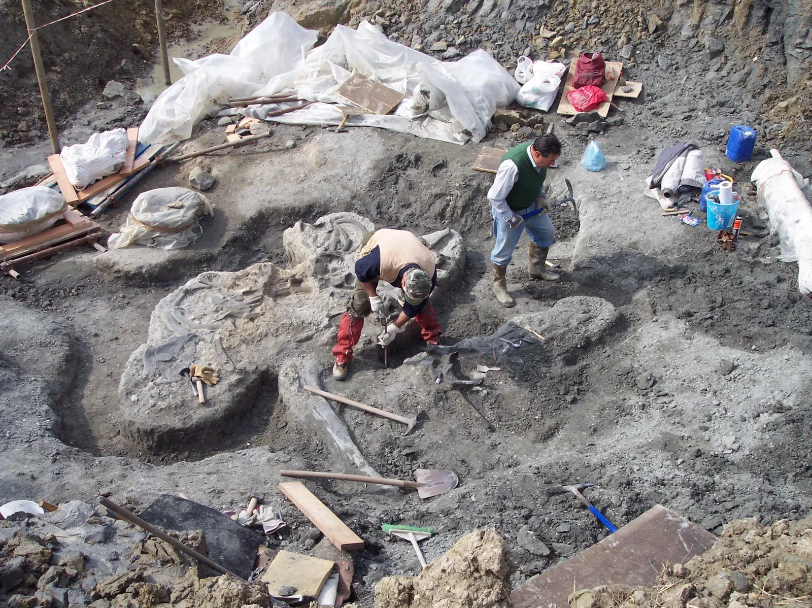 Museo Paleontologico Scienze della Terra del GAMPS