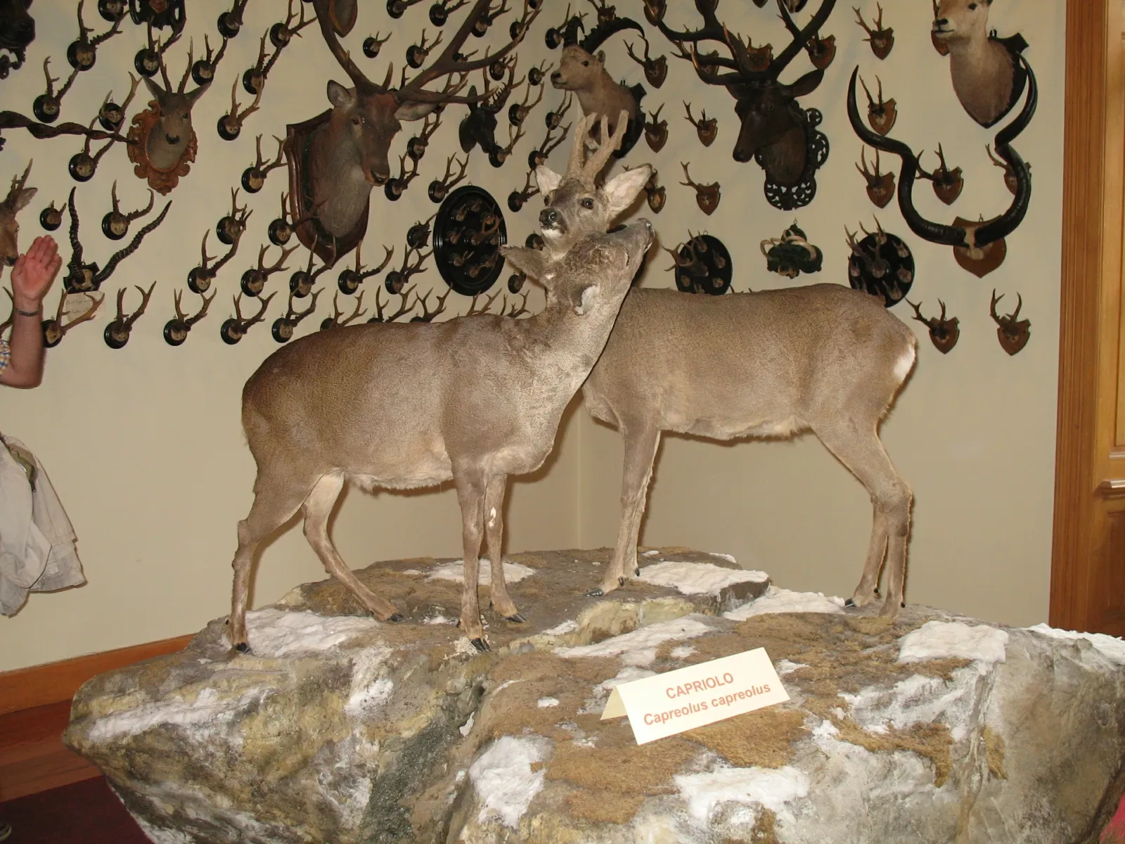 Alpenfaunamuseum Beck Peccoz- Museo Regionale della Fauna Alpina