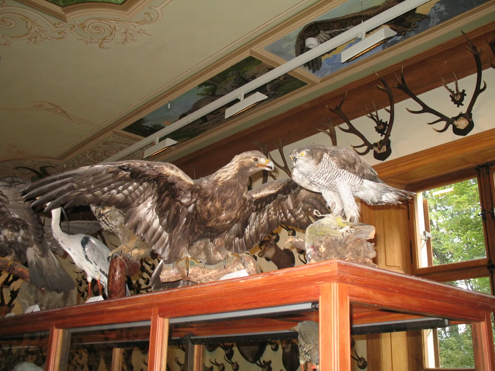 Musée régional de la faune alpine