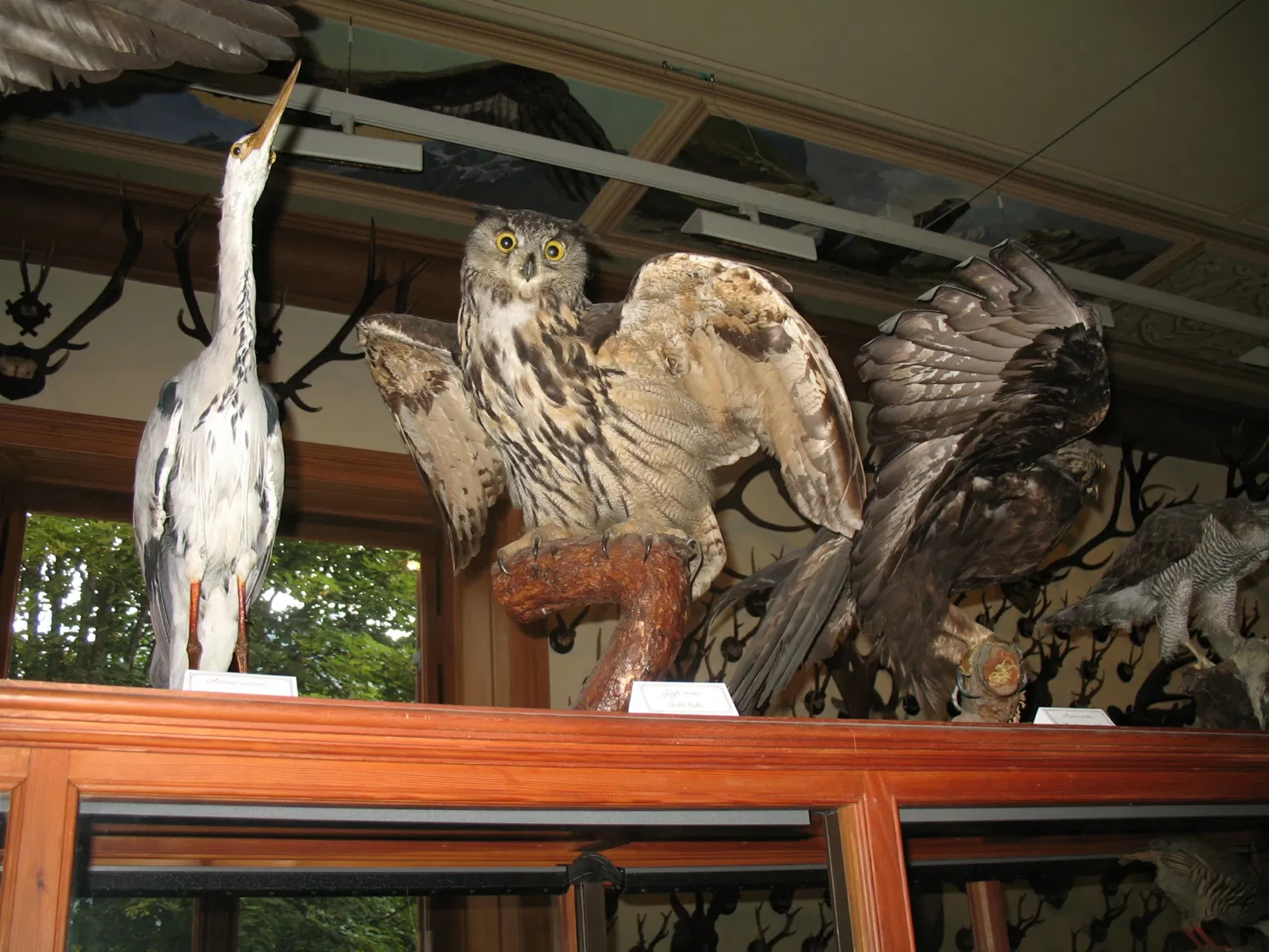 Alpenfaunamuseum Beck Peccoz- Museo Regionale della Fauna Alpina