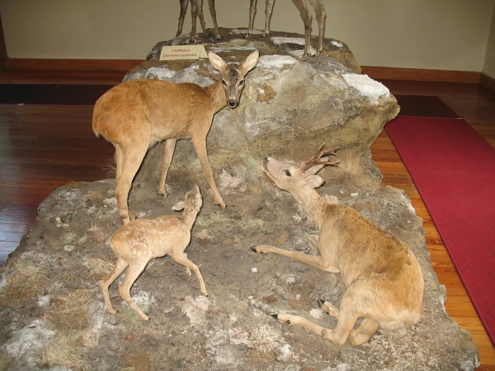 Alpenfaunamuseum Beck Peccoz- Museo Regionale della Fauna Alpina
