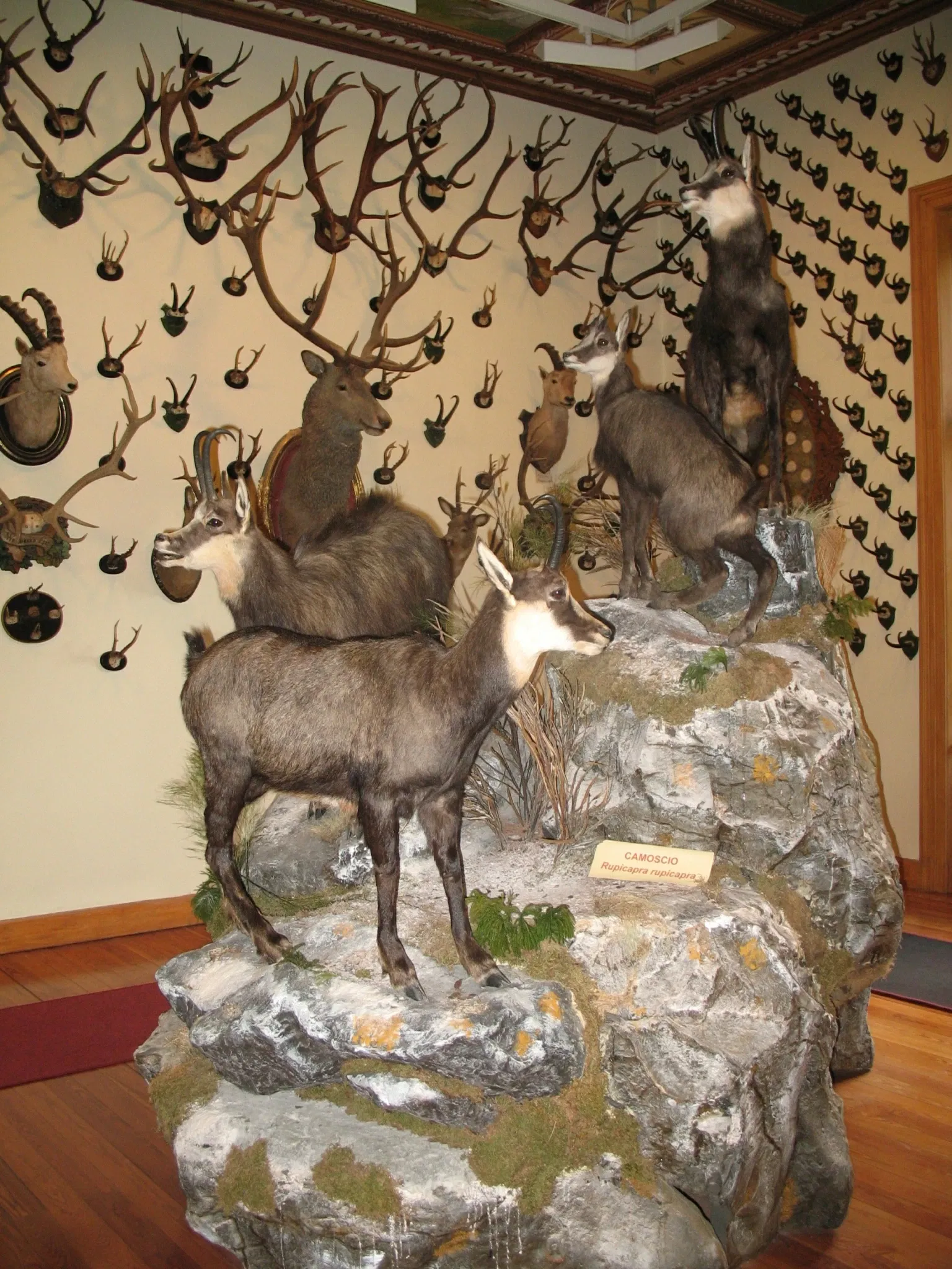 Alpenfaunamuseum Beck Peccoz- Museo Regionale della Fauna Alpina