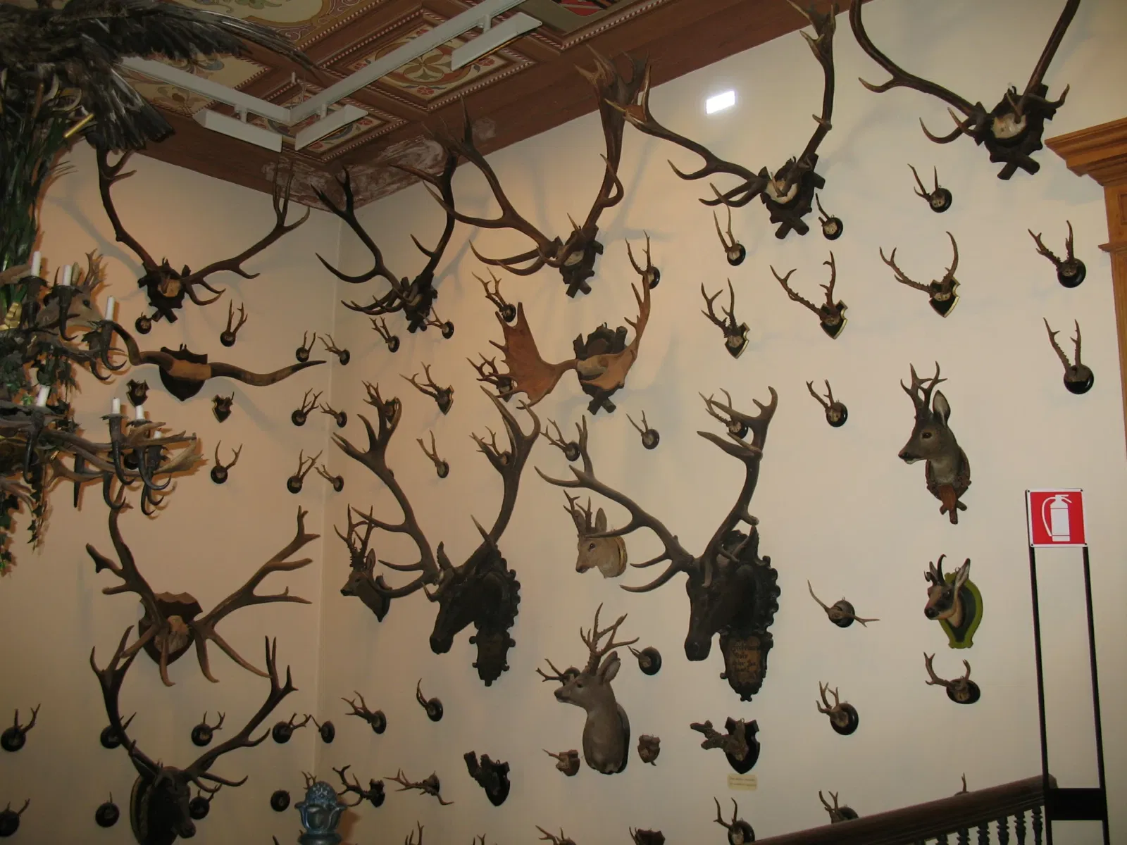 Alpenfaunamuseum Beck Peccoz- Museo Regionale della Fauna Alpina