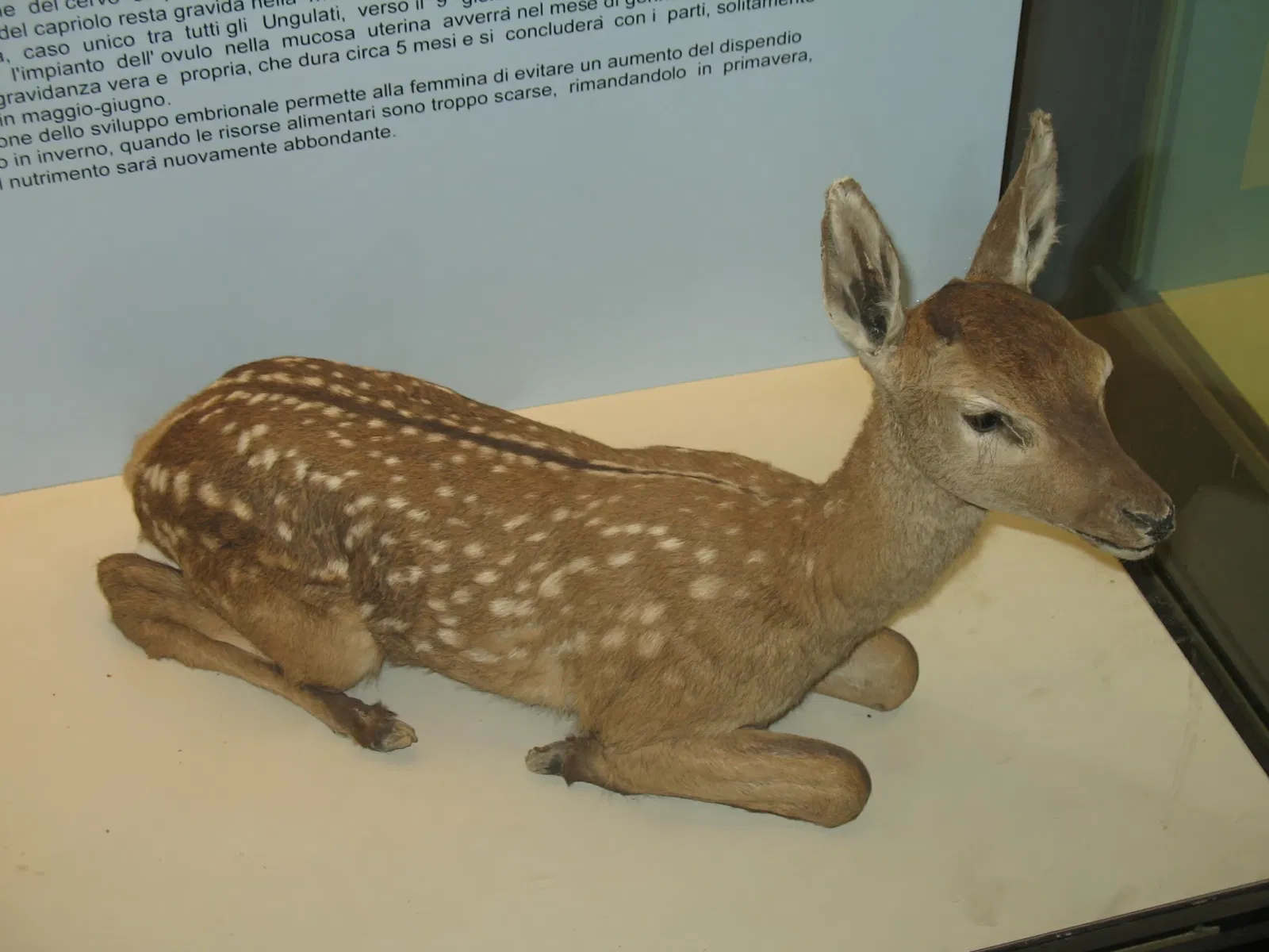 Musée régional de la faune alpine