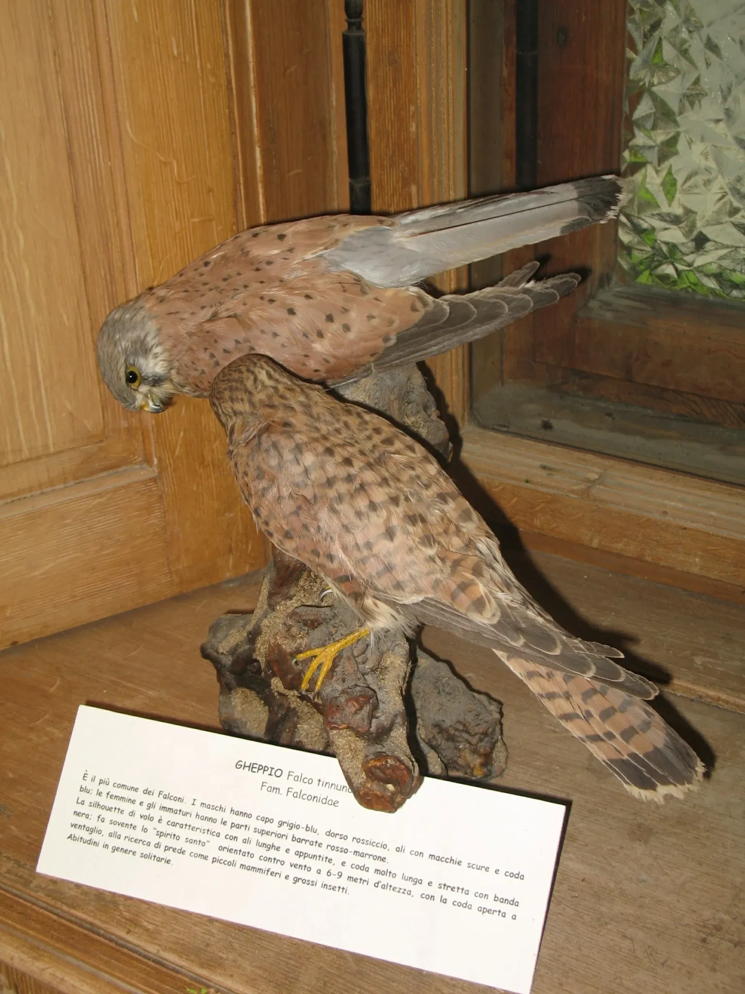 Alpenfaunamuseum Beck Peccoz- Museo Regionale della Fauna Alpina