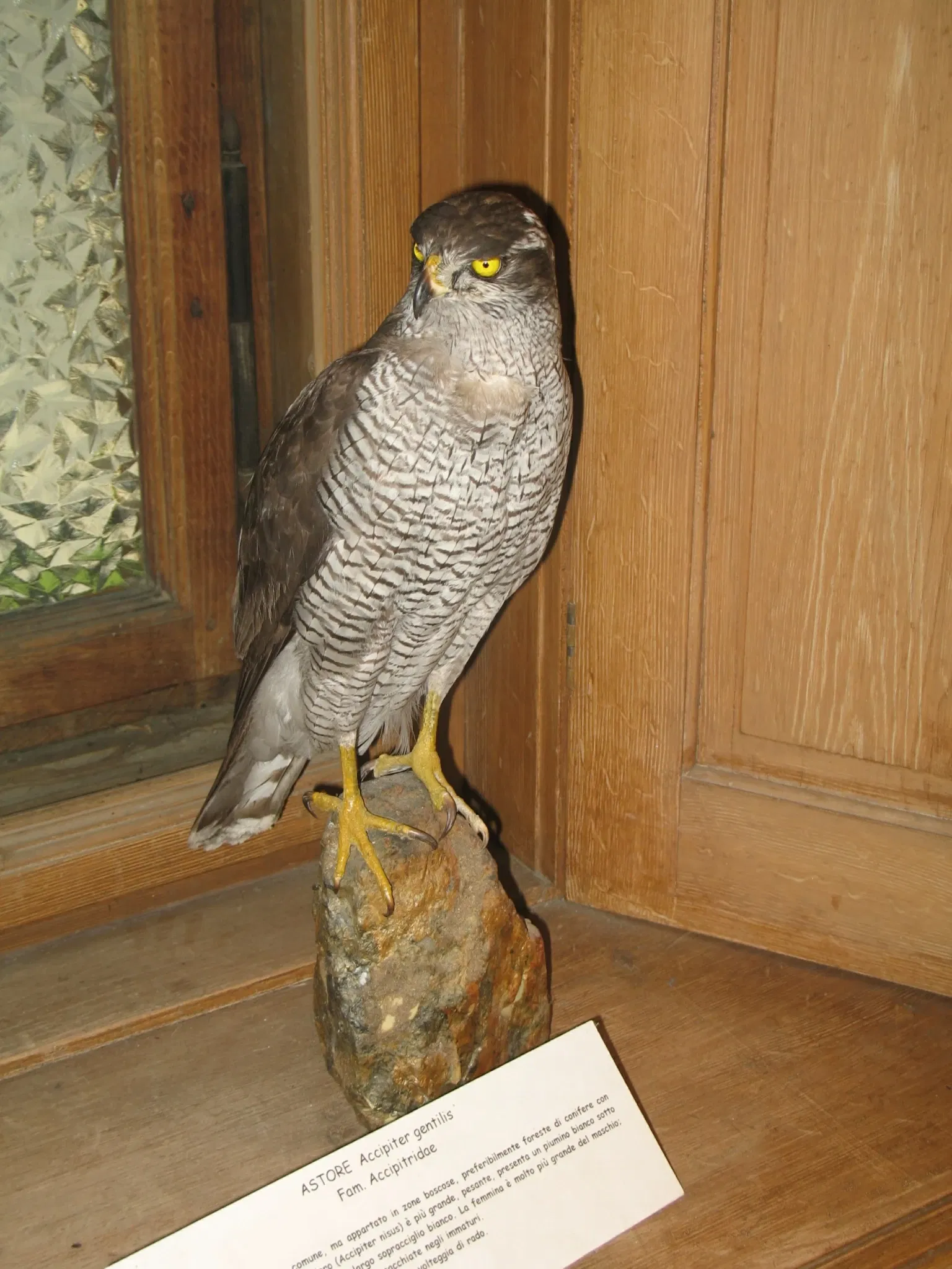 Alpenfaunamuseum Beck Peccoz- Museo Regionale della Fauna Alpina