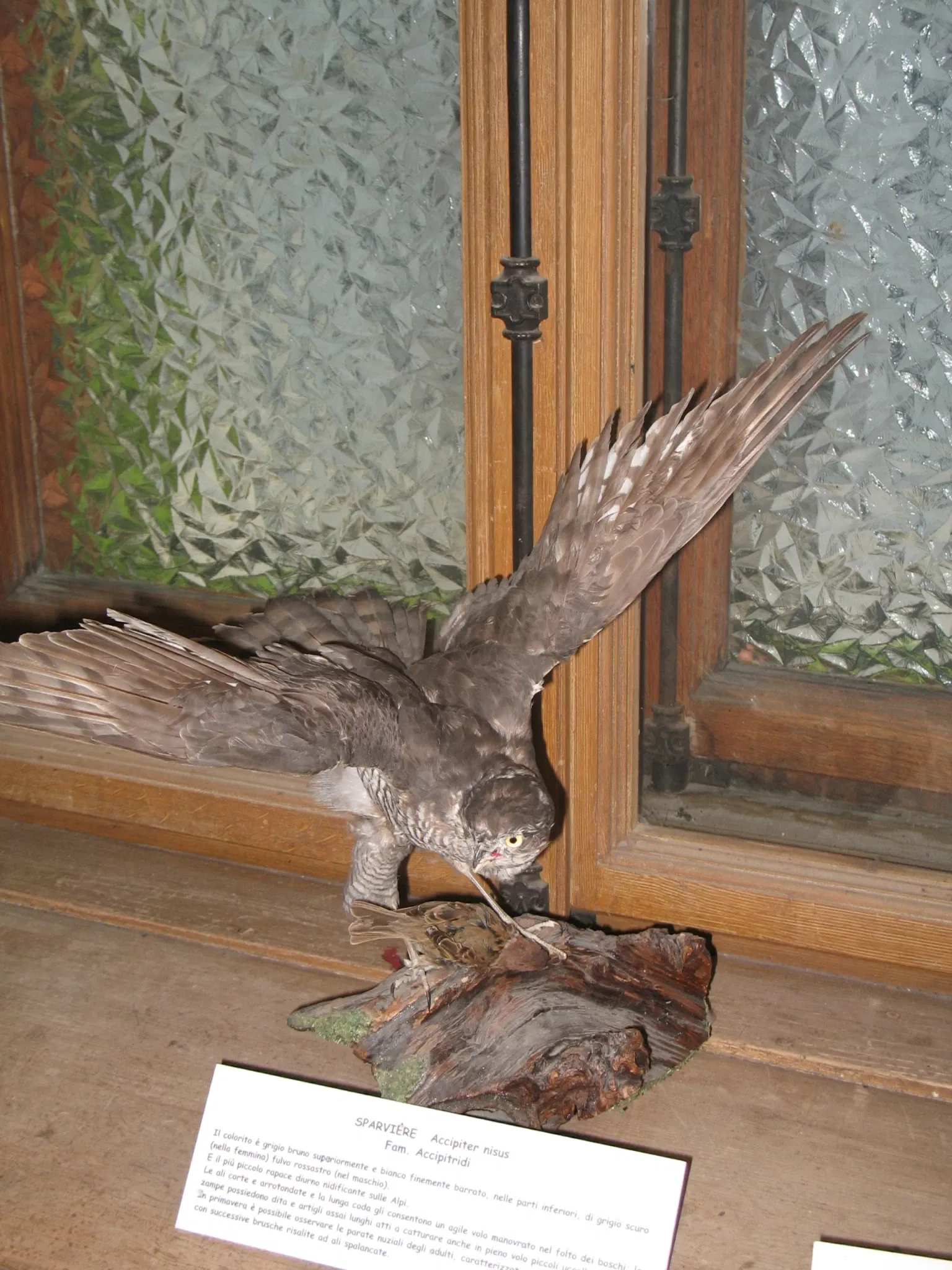 Alpenfaunamuseum Beck Peccoz- Museo Regionale della Fauna Alpina