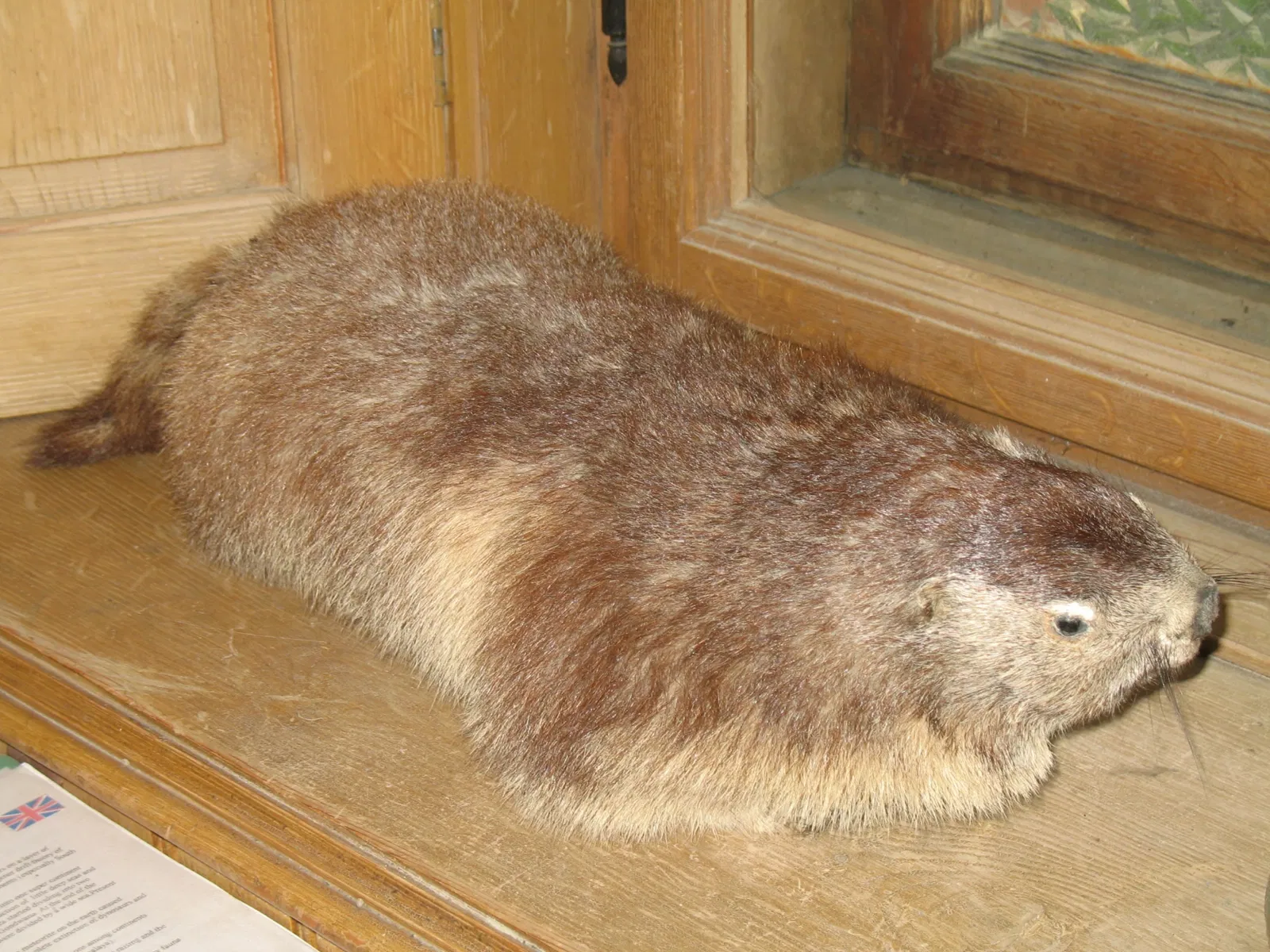Alpenfaunamuseum Beck Peccoz- Museo Regionale della Fauna Alpina