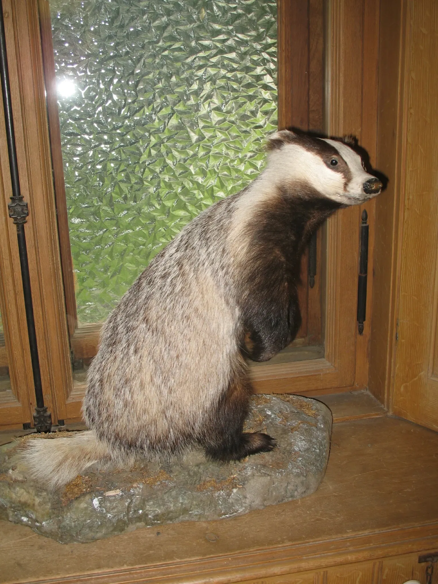 Alpenfaunamuseum Beck Peccoz- Museo Regionale della Fauna Alpina