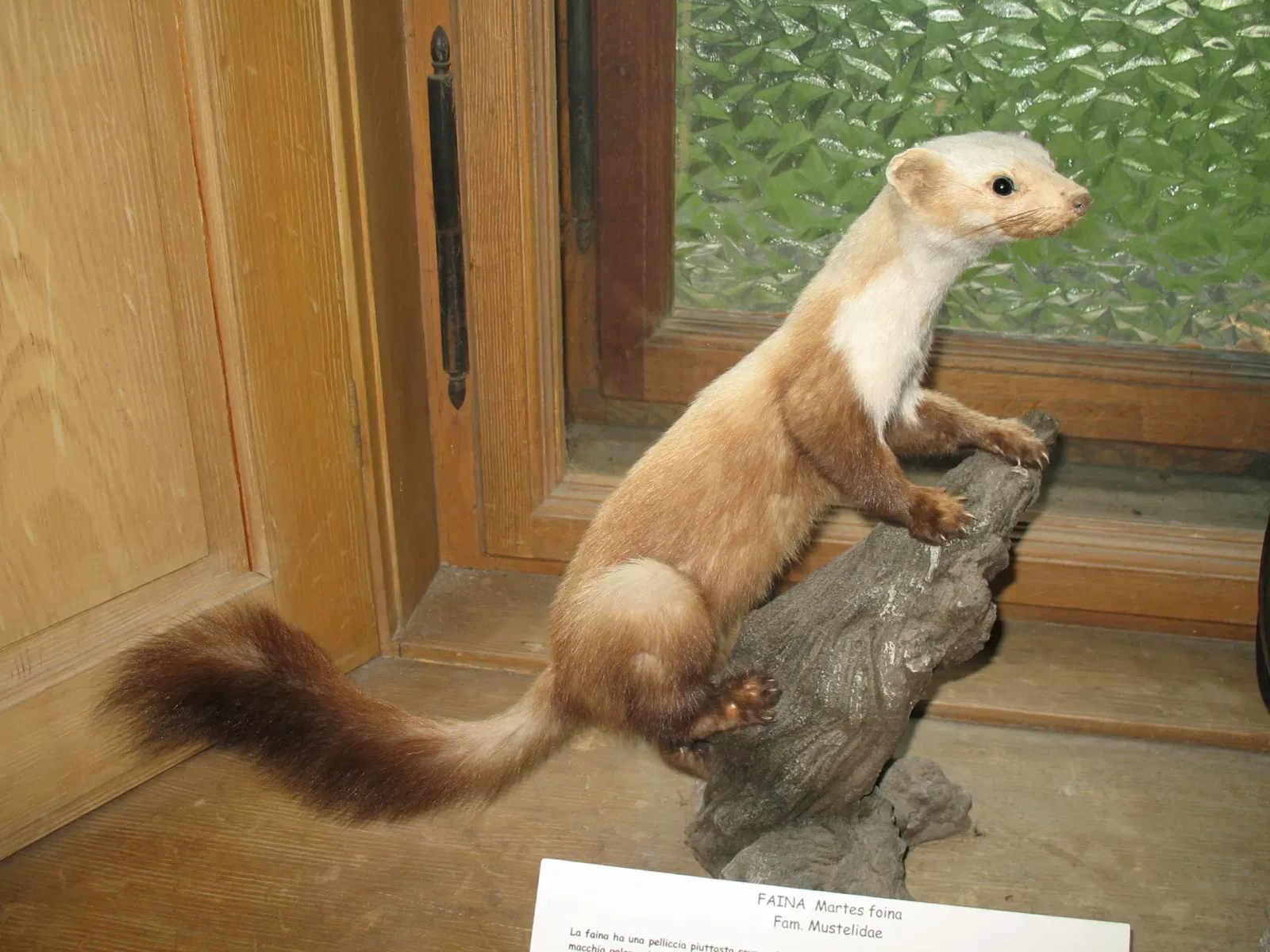 Alpenfaunamuseum Beck Peccoz- Museo Regionale della Fauna Alpina