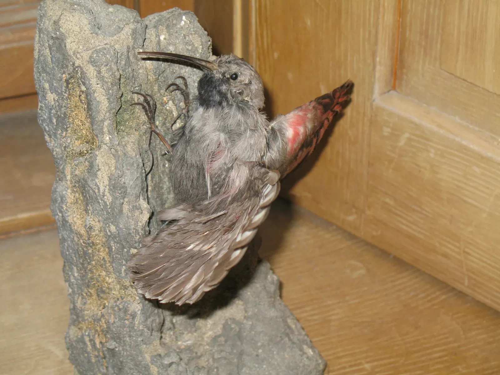 Alpenfaunamuseum Beck Peccoz- Museo Regionale della Fauna Alpina