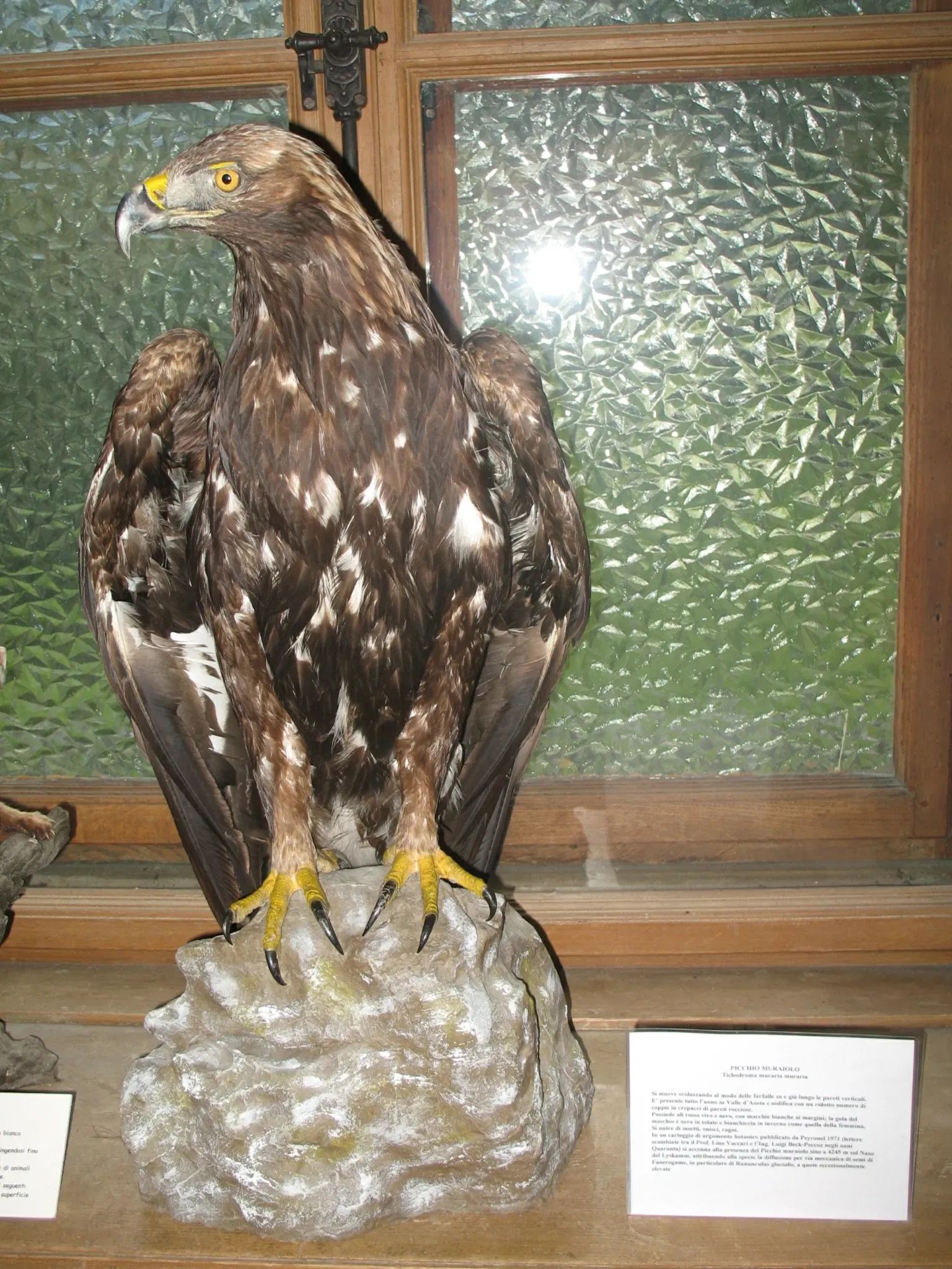 Musée régional de la faune alpine