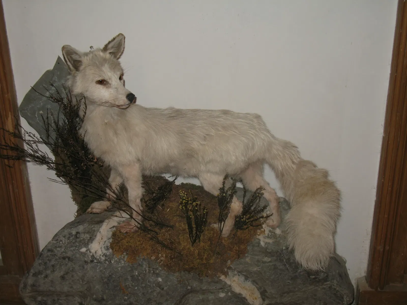 Alpenfaunamuseum Beck Peccoz- Museo Regionale della Fauna Alpina