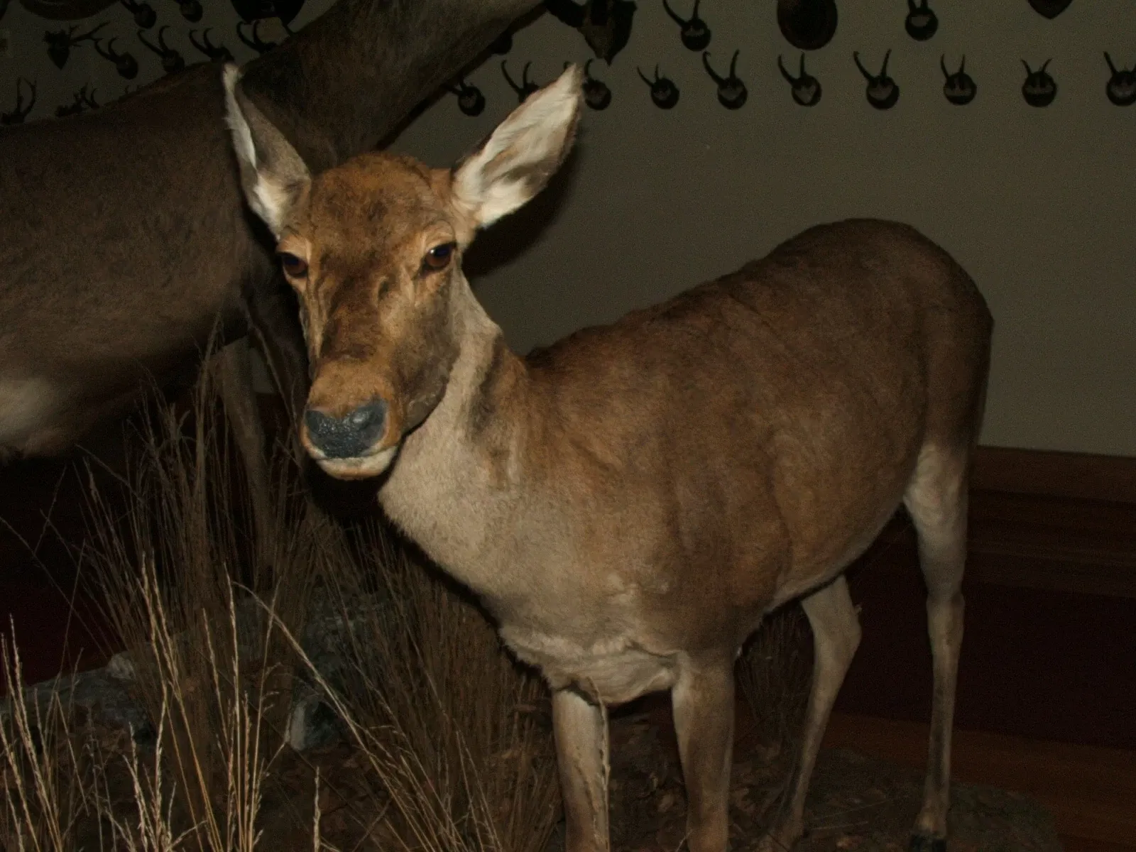 Alpenfaunamuseum Beck Peccoz- Museo Regionale della Fauna Alpina