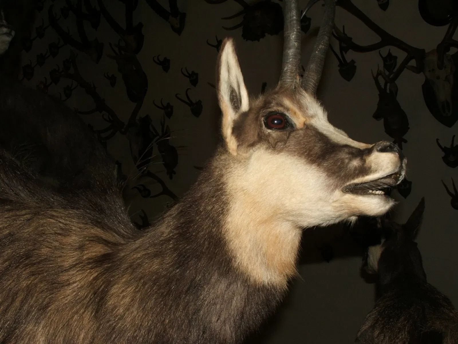 Musée régional de la faune alpine