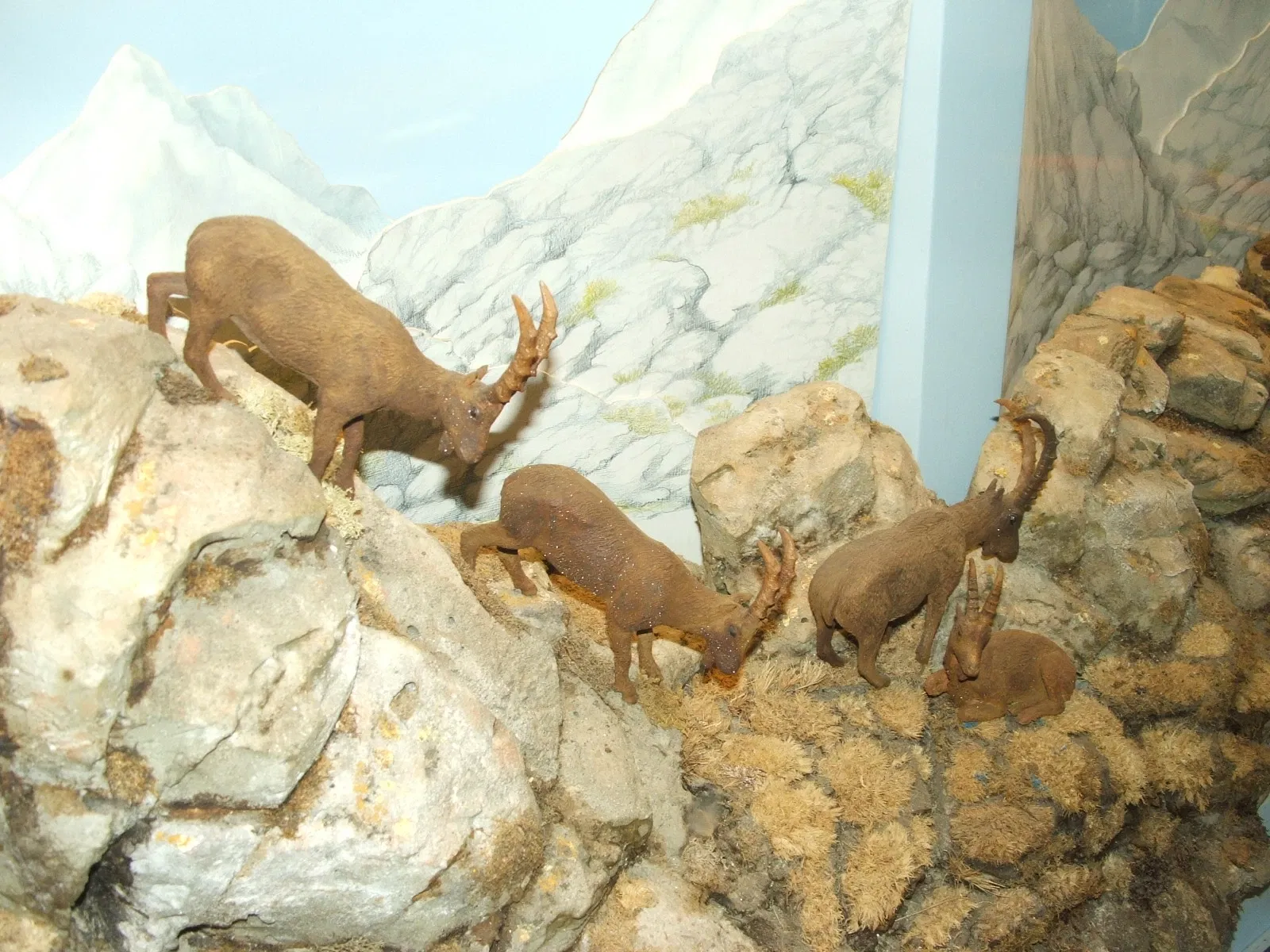 Musée régional de la faune alpine