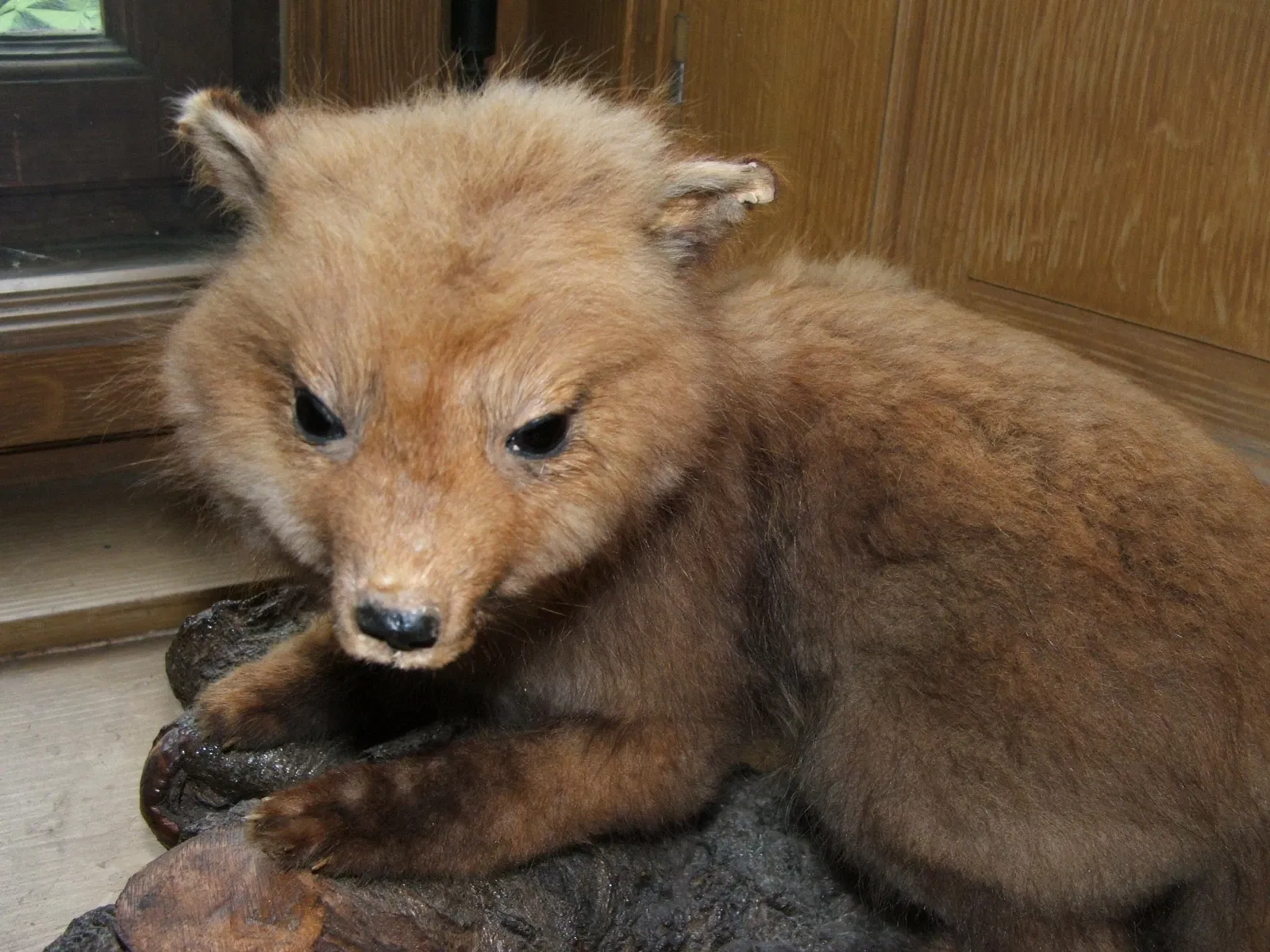 Alpenfaunamuseum Beck Peccoz- Museo Regionale della Fauna Alpina