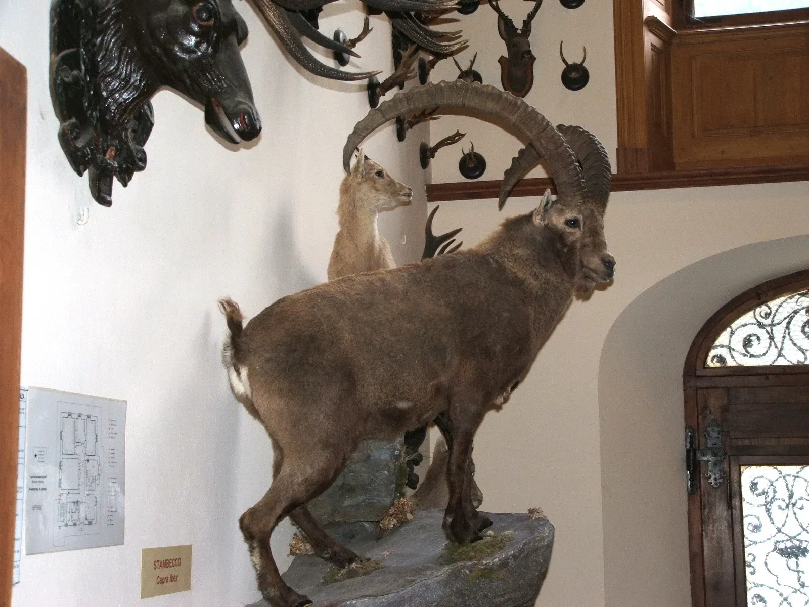 Alpenfaunamuseum Beck Peccoz- Museo Regionale della Fauna Alpina