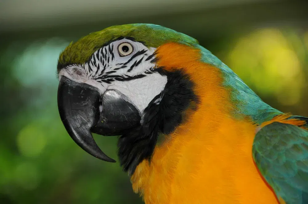 Tropicarium Kolmården