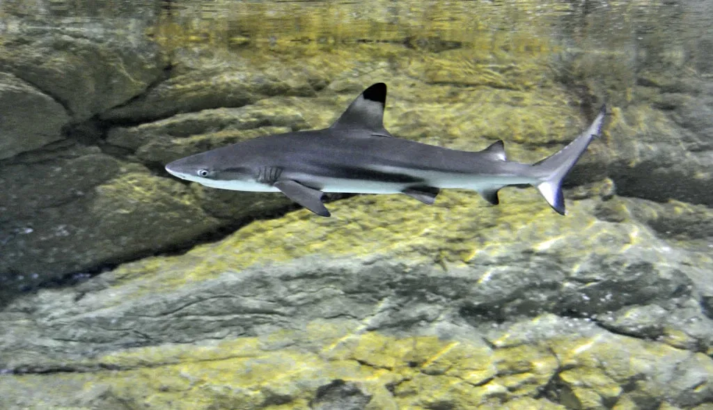 Tropicarium Kolmården