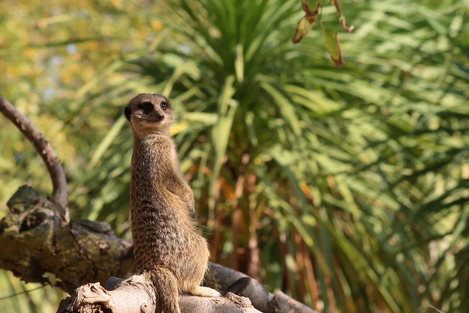 Parco Zoo Punta Verde