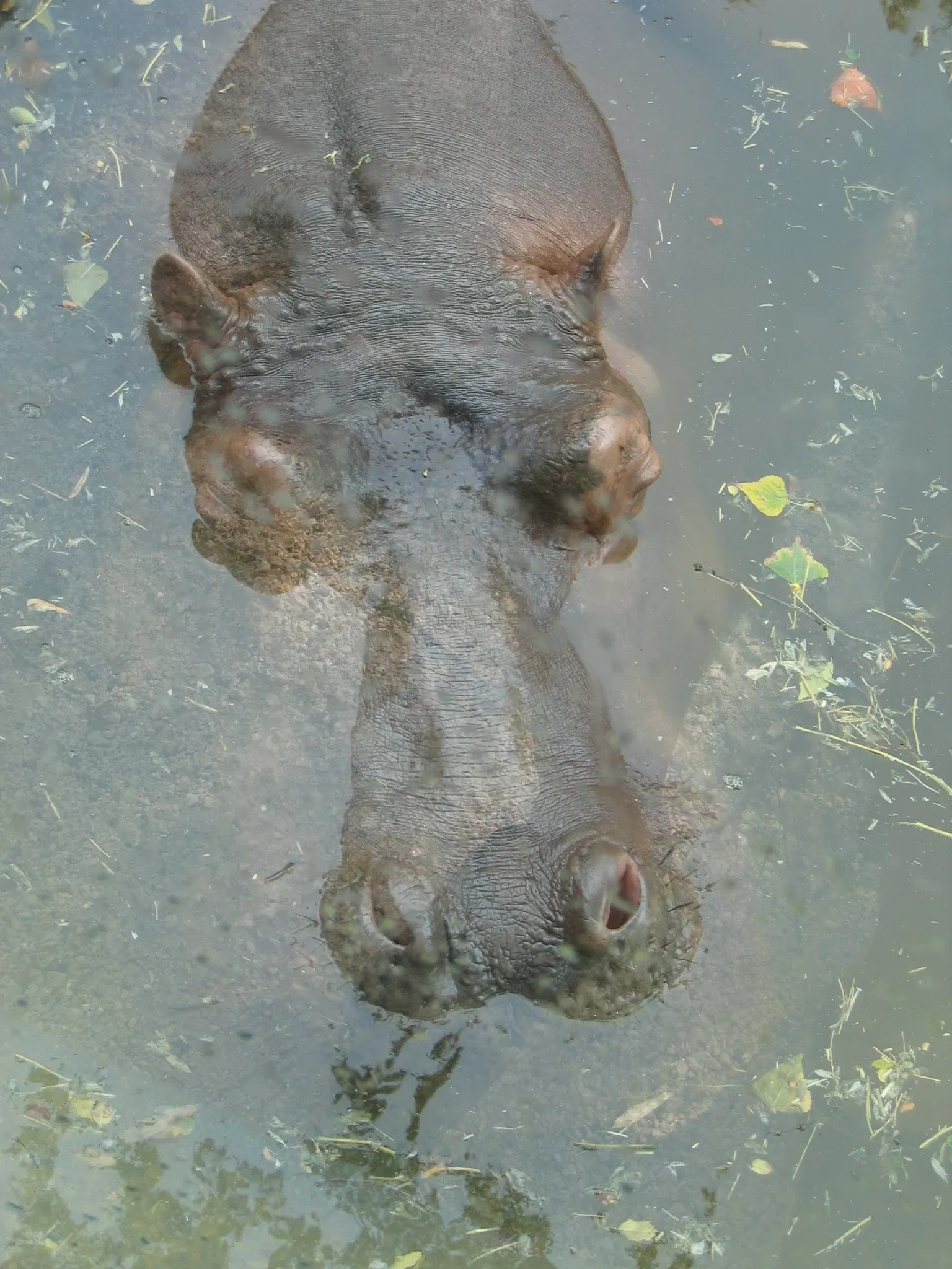 Parco Zoo Punta Verde