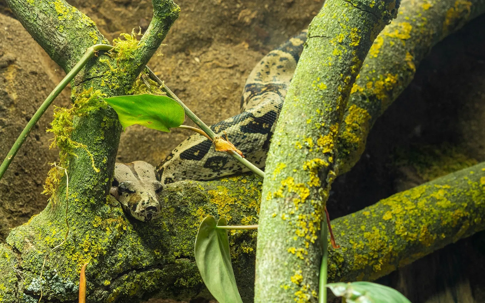 Punta Verde Zoo Park