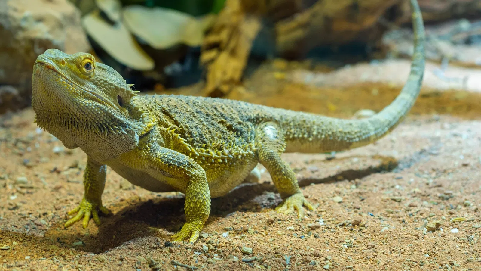 Punta Verde Zoo Park