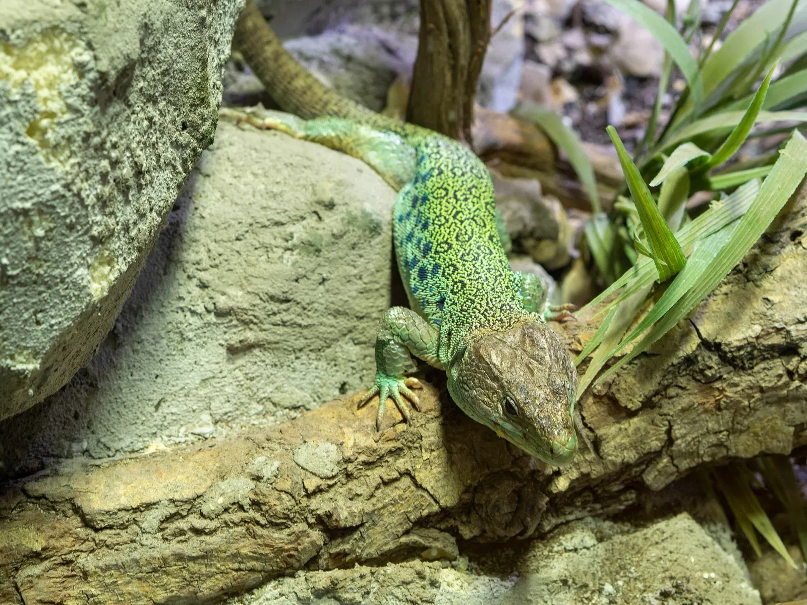 Punta Verde Zoo Park