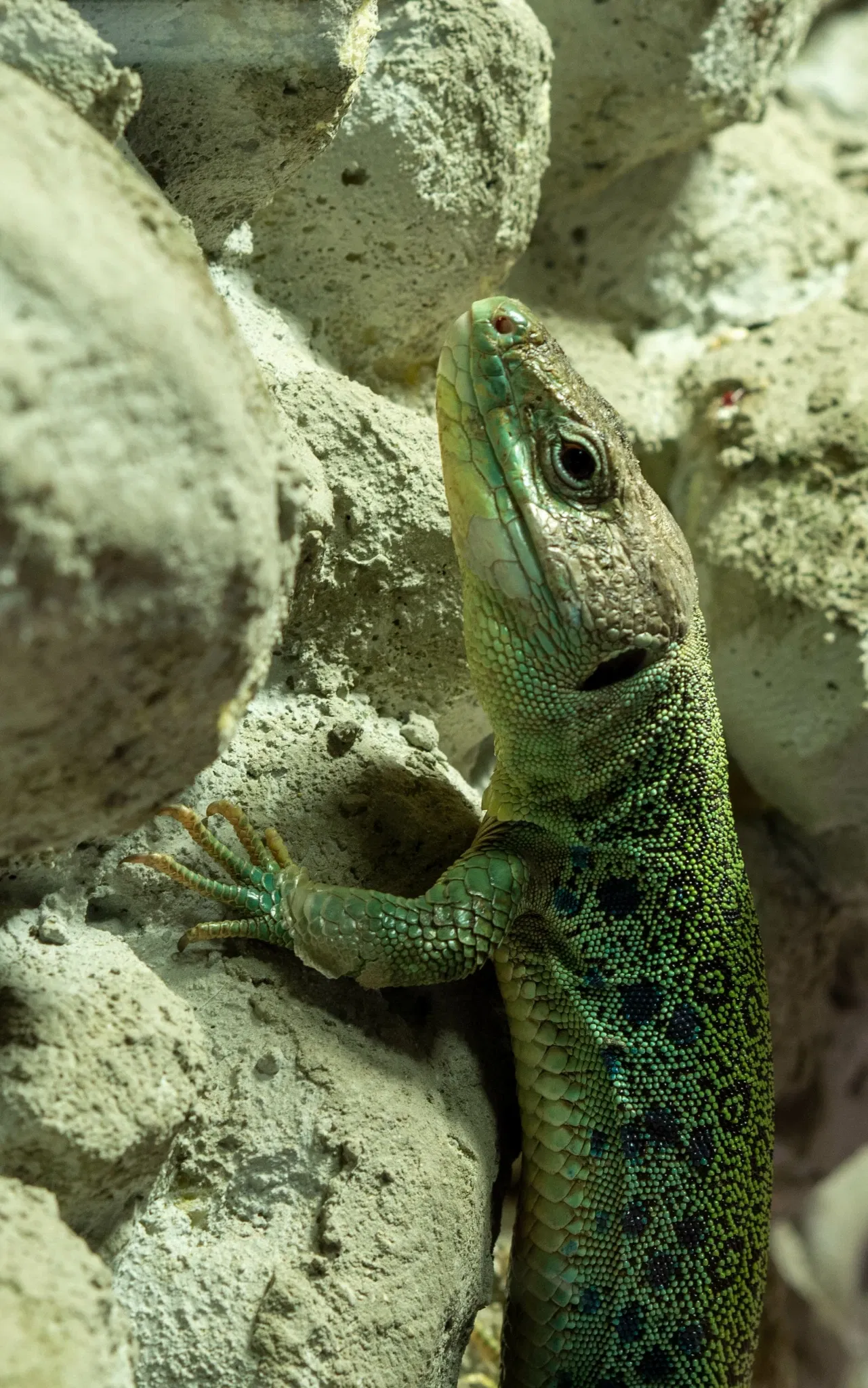 Punta Verde Zoo Park