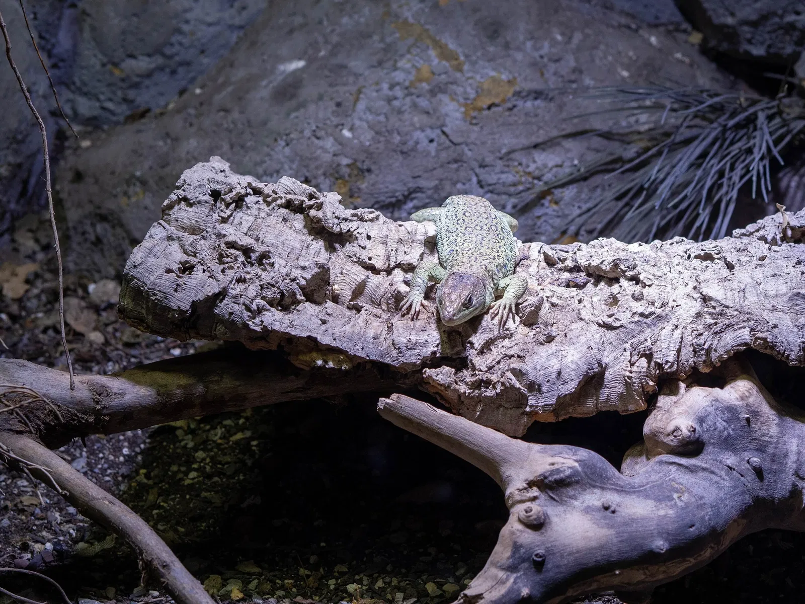 Punta Verde Zoo Park