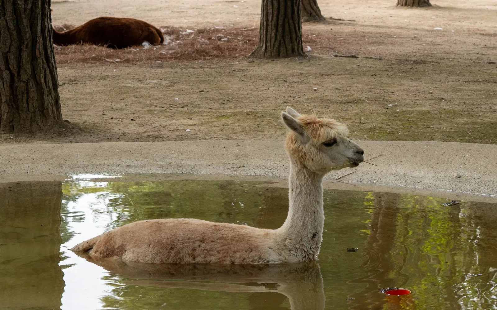 Parco Zoo Punta Verde