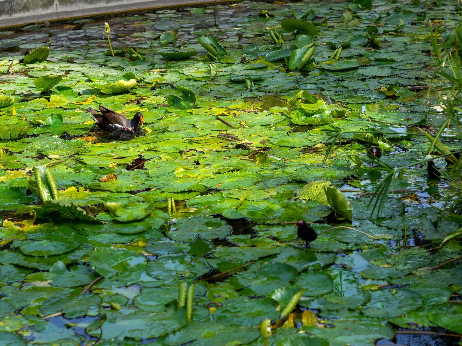 Parco Zoo Punta Verde