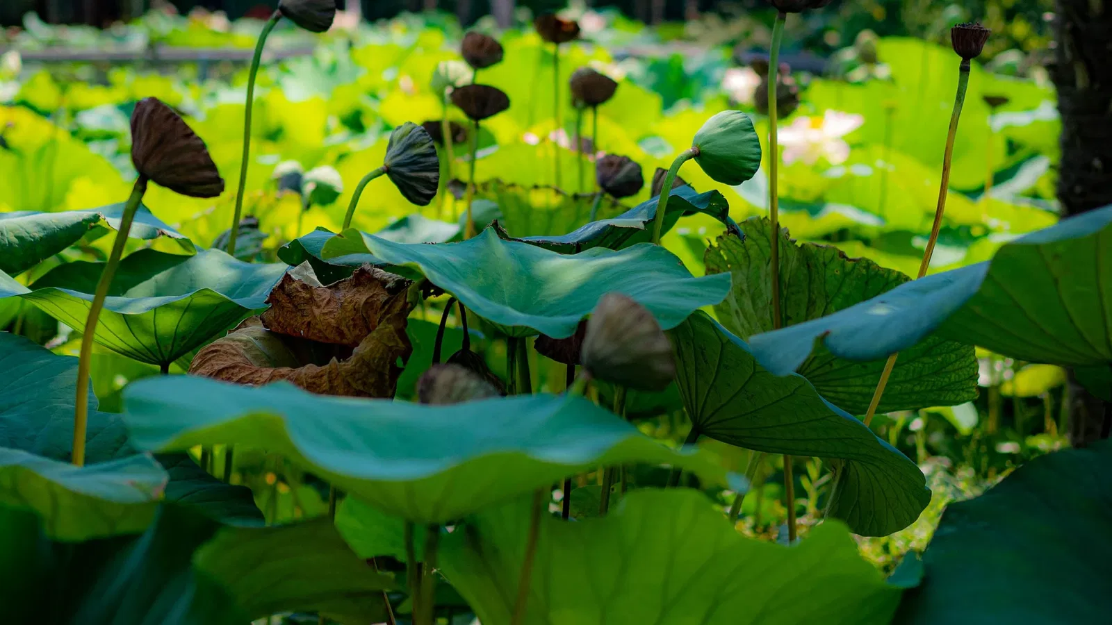 Punta Verde Zoo Park