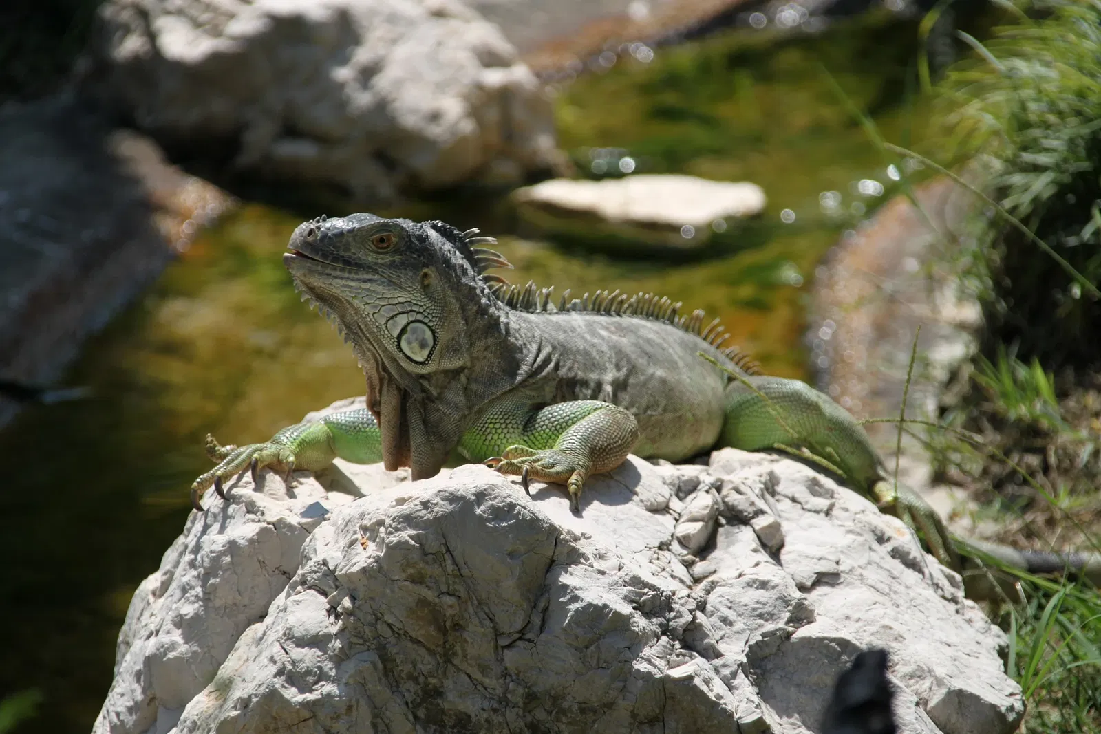 Parco Zoo Punta Verde