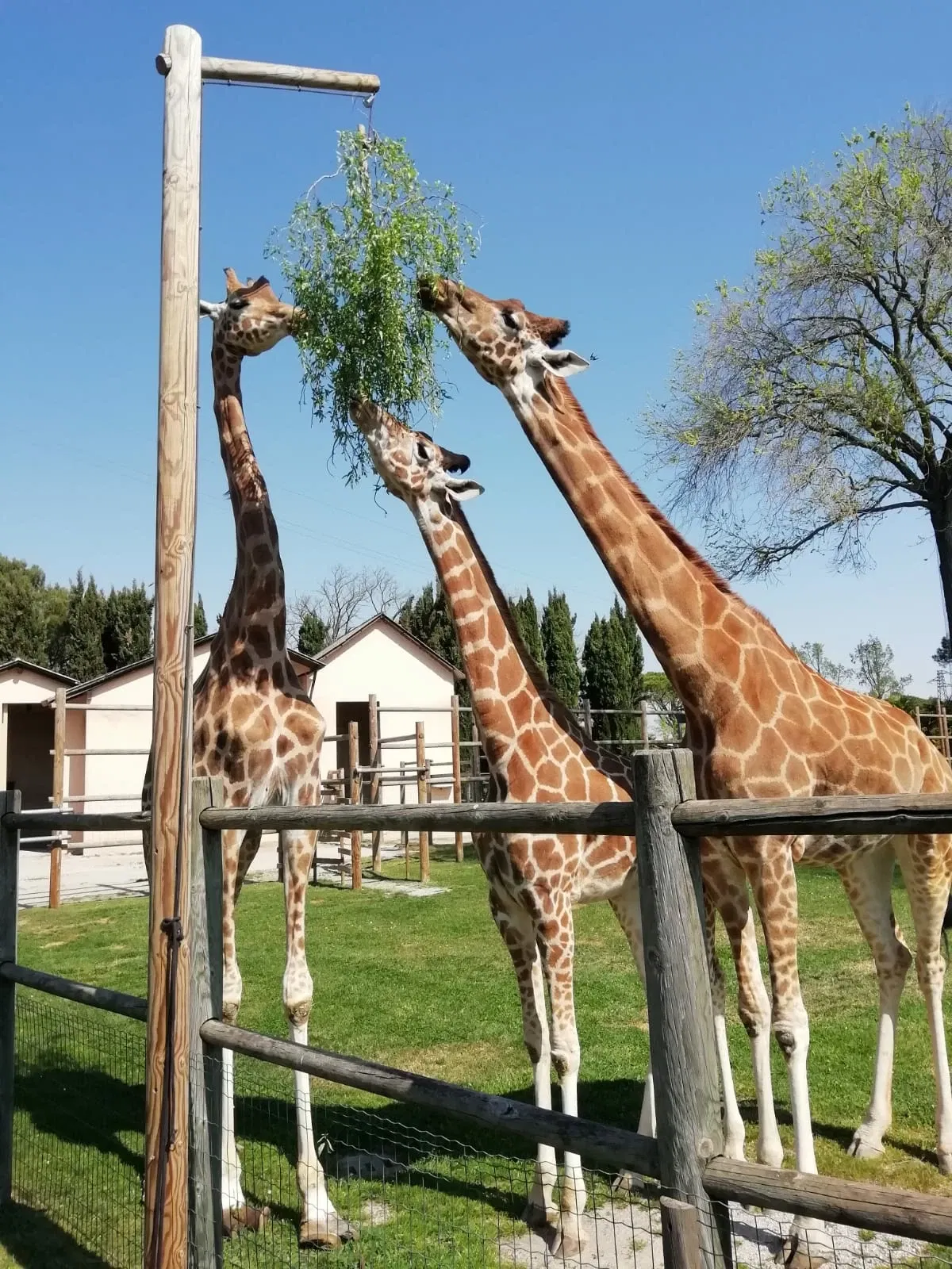 Parco Zoo Punta Verde