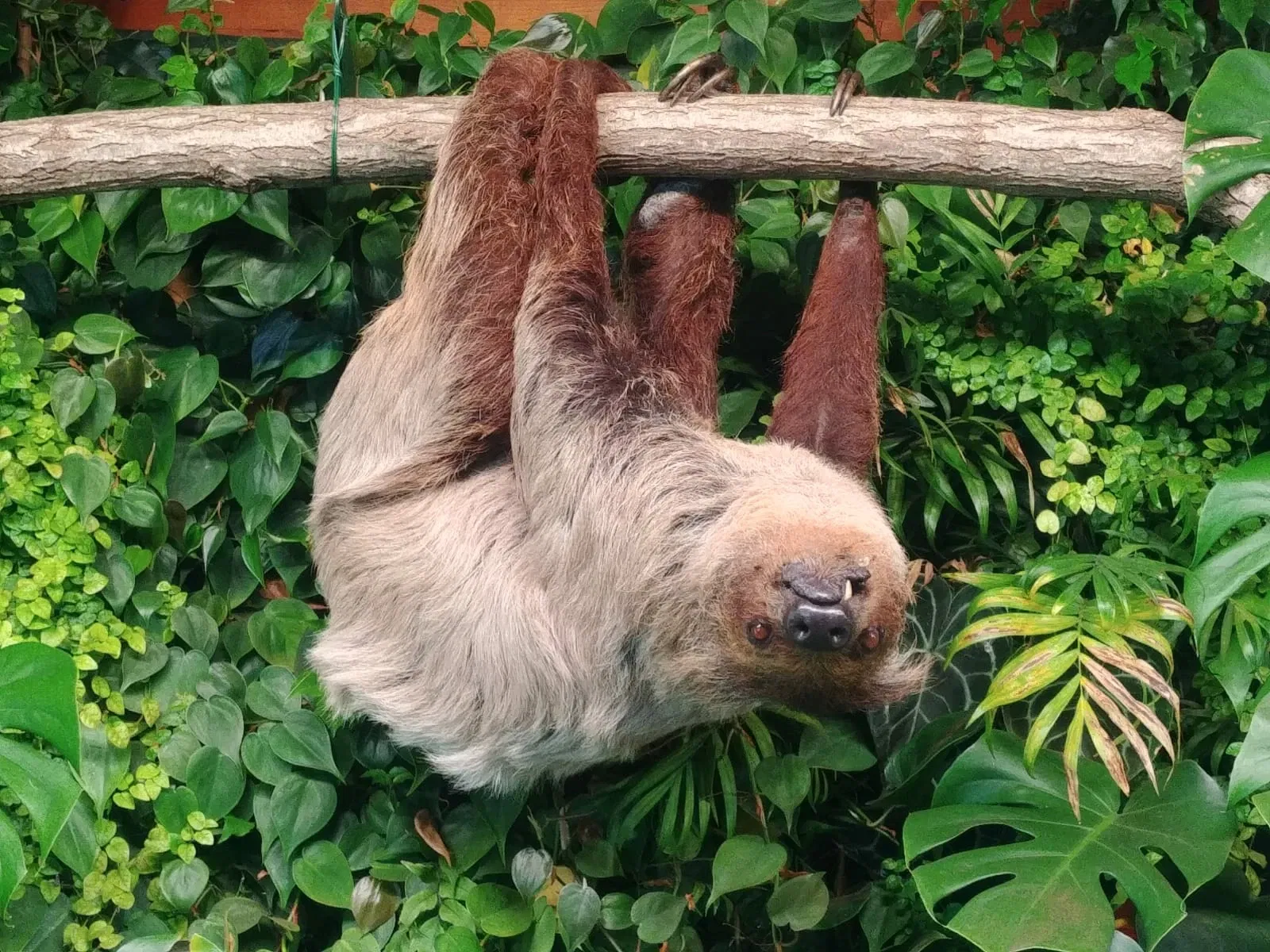 Parco Zoo Punta Verde